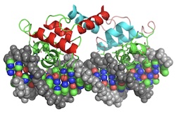 structure of protein-DNA complex (PDB id code 1lmb)