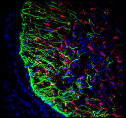 light microscopy image of animal glial cells with dark blue and black background and bright red and green colored cells