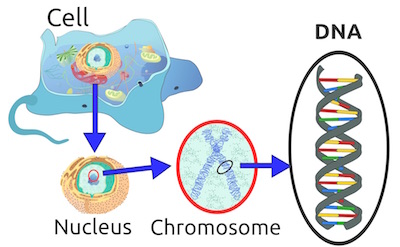 Cell Diagram showing DNA location